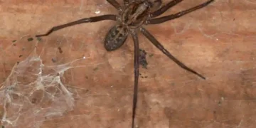 when spider visits your home