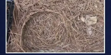 People With Sniper Vision Can Spot The Hidden Snake