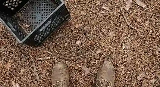 A top-down view of a forest floor covered in dry pine needles, with a black crate in the corner.