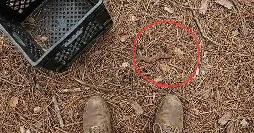 The same forest floor image with a red circle highlighting the camouflaged snake in the center-right.