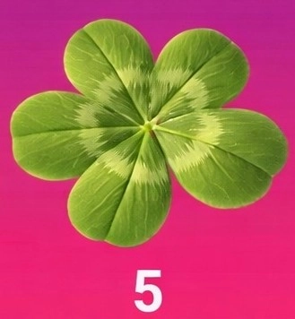 Soft organic four-leaf clover