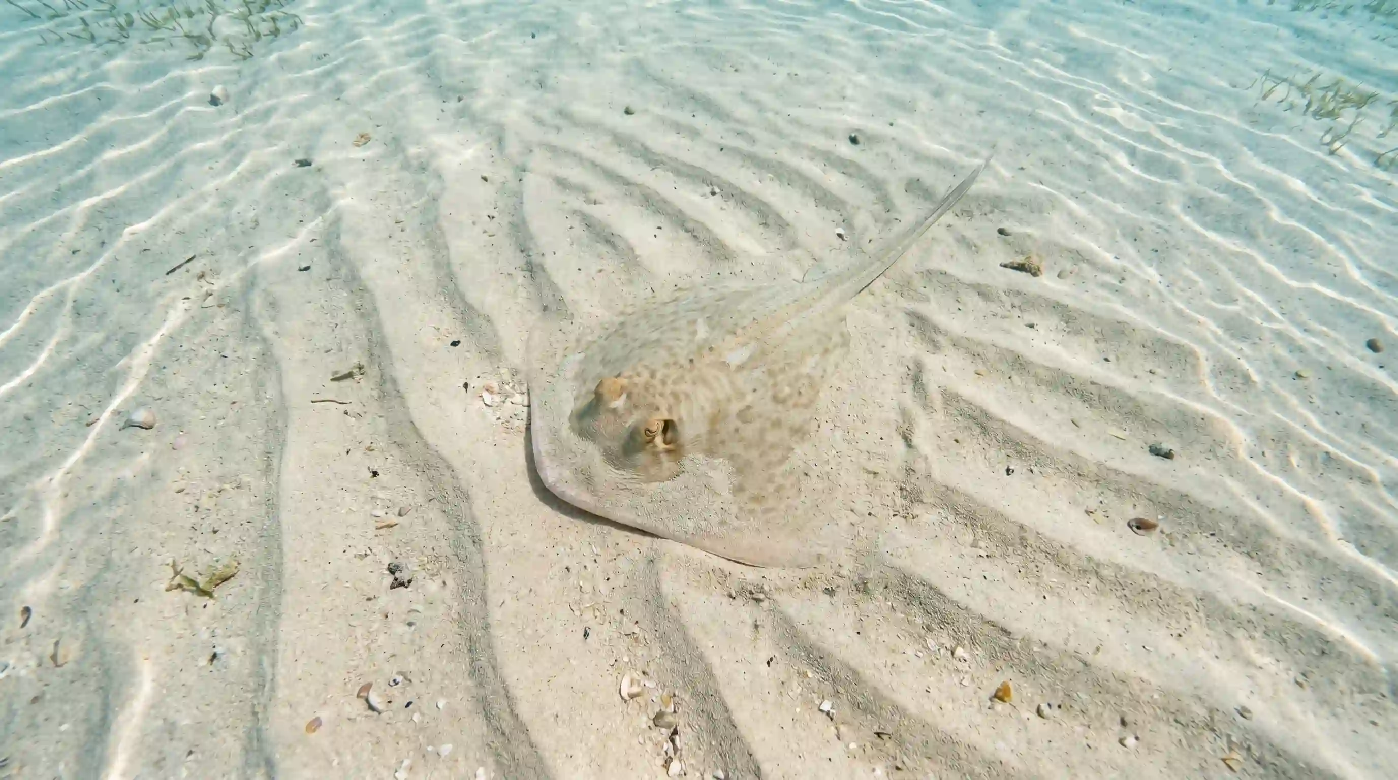 Stingray perfectly camouflaged under the sand in shallow ocean water