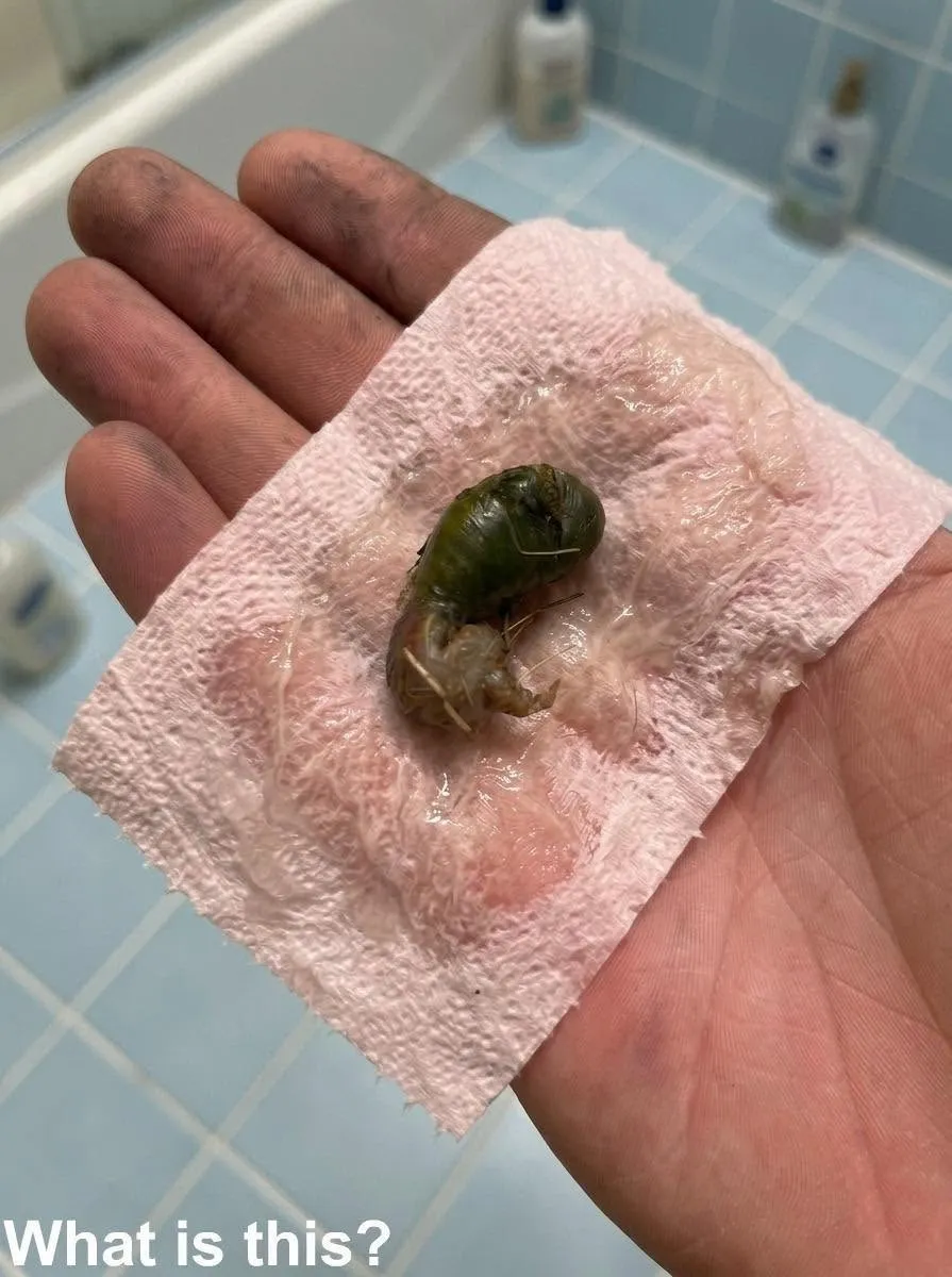 A detailed close-up of a multi-colored fleshy segmented creature held in a grimy hand on a pink towel