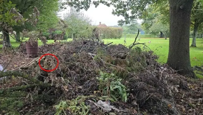 A dense pile of tangled brown twigs and dry brush where a small spaniel dog is perfectly camouflaged