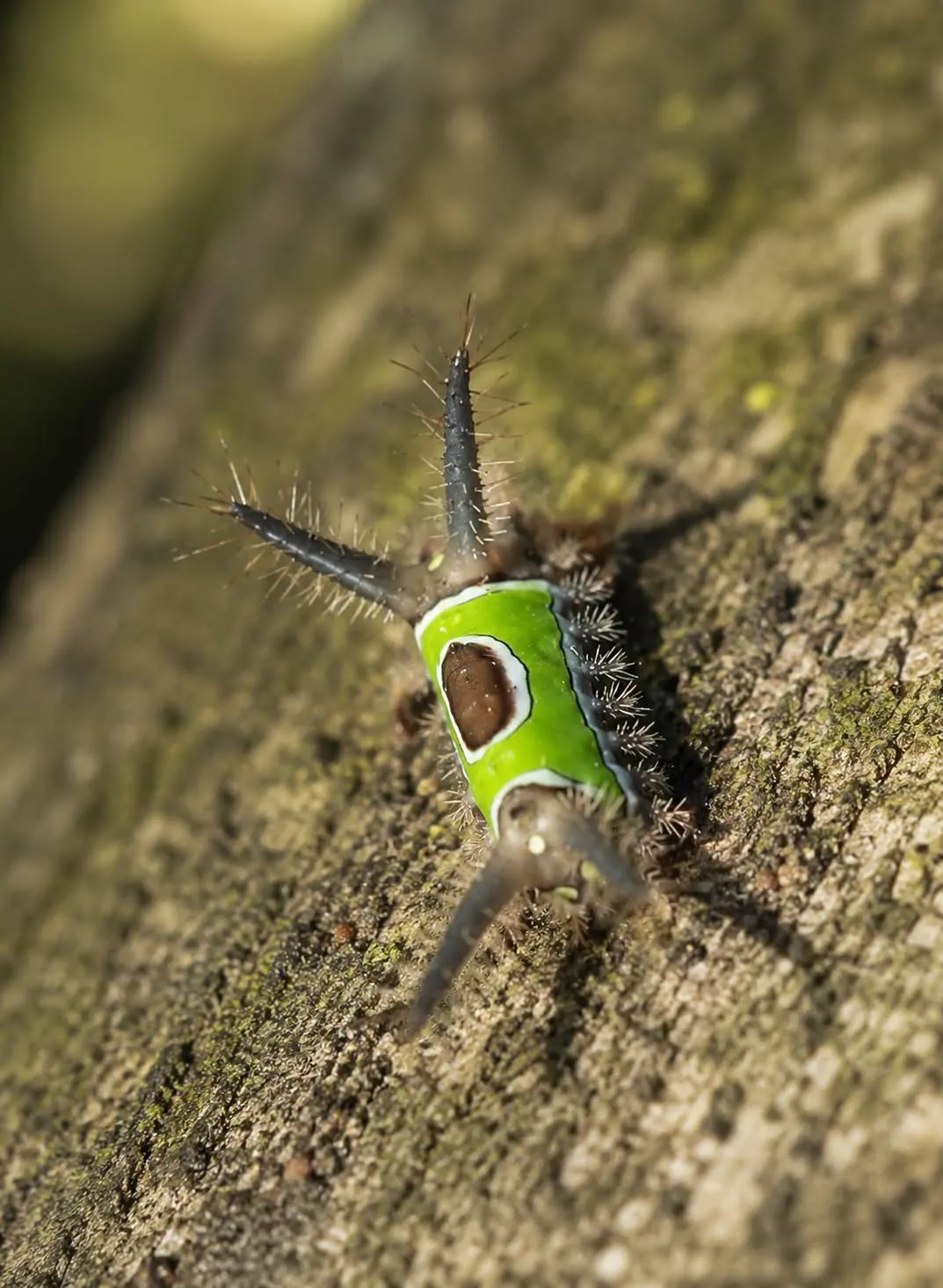Macro close up of a bright green saddleback caterpillar with a brown patch on its back and spiky horns.