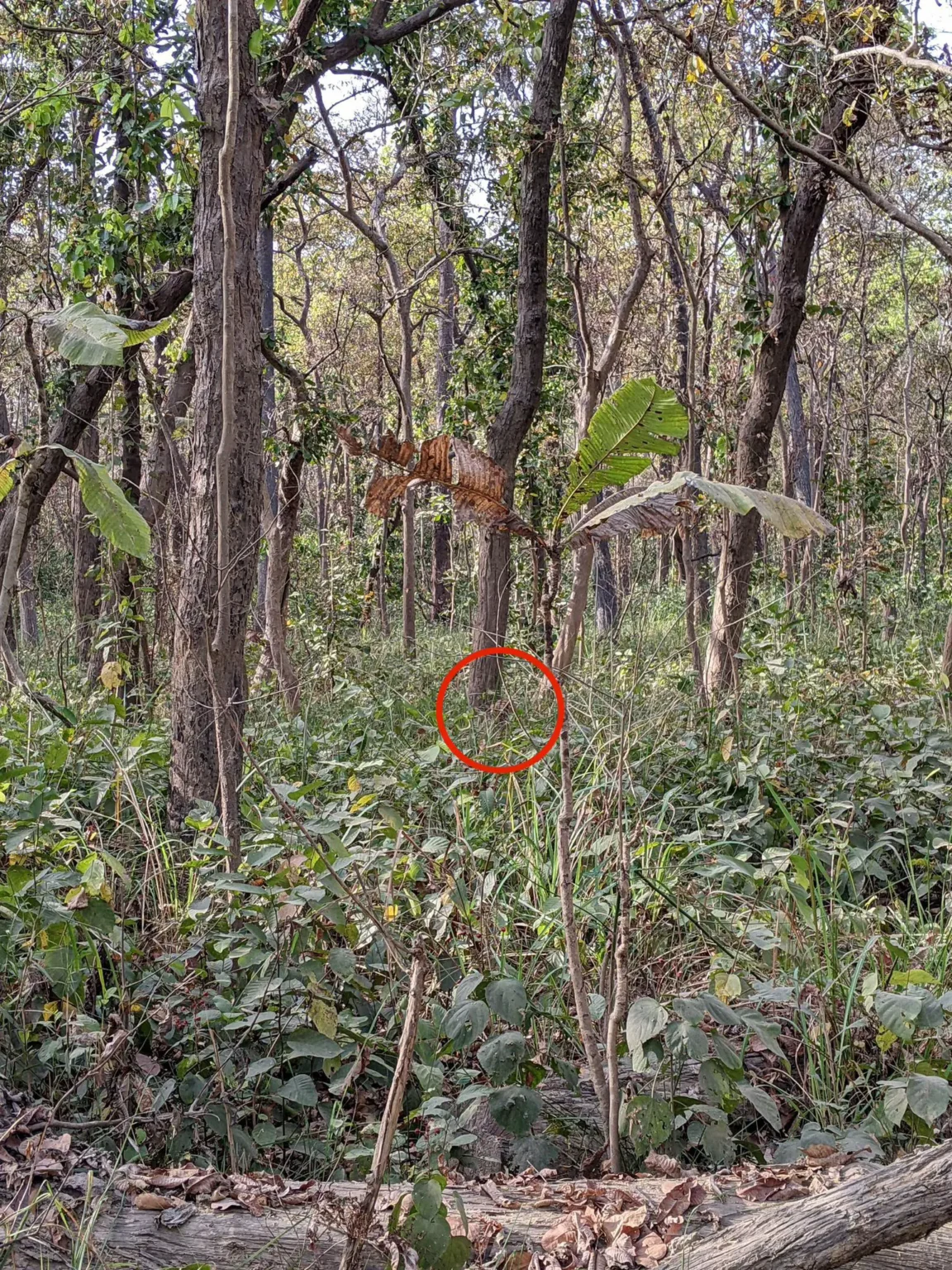 A dense jungle scene with thick foliage and a subtly hidden tiger near the base of a central tree