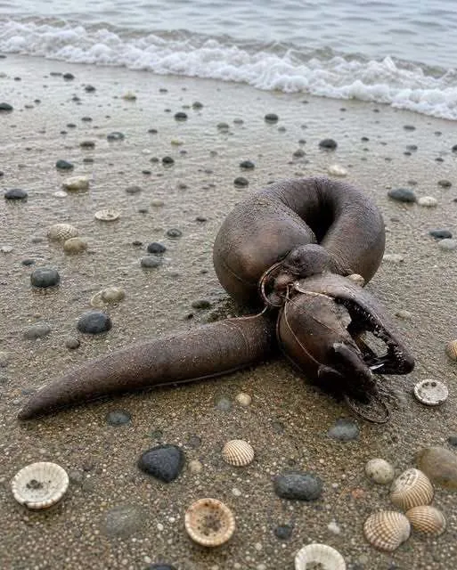 A dark, serpentine shape washed up on a misty, calm morning beach